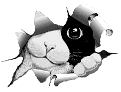 Visit The Cat's Meow