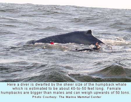 Whale Rescue
