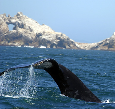 Whale Rescue